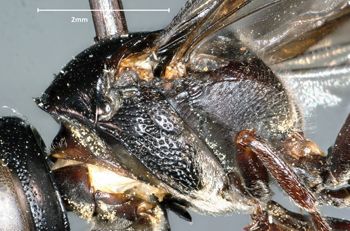 Media type: image;   Entomology 31089 Aspect: thorax lateral